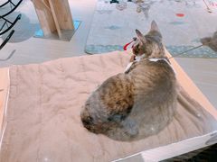 -momokira米努特·德文卷毛猫·棉花面纱犬