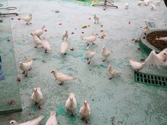 -百万葵园