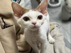 -山宅一喵德文卷毛猫舍