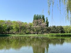 -大兴滨河森林公园