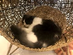 -飞行喵MR PILOT|猫舍·猫咖(静安大融城店)