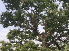 -鱼子山桑葚生态采摘园