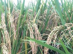 -中国天府农业博览园