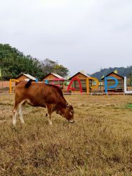 -阿菠萝小猪农场·萌宠乐园·亲子游·研学