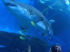 -成都浩海立方海洋公园