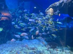 -海合安武汉极地海洋公园