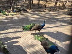 -石家庄市动物园