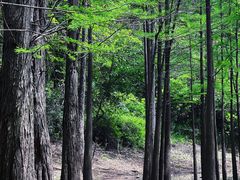 -青龙山国家森林公园