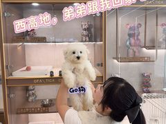 -翊宠yipet猫狗购宠庄园犬舍•猫舍