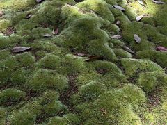 -西芳寺(苔寺)