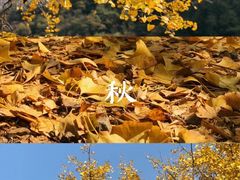 -千年银杏谷文化旅游区