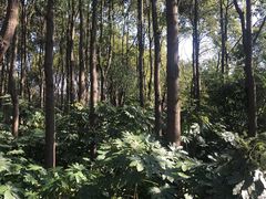 -上海滨江森林公园