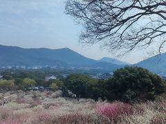 -香雪海