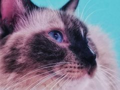 -猫在这儿猫咪咖啡馆·撸猫馆