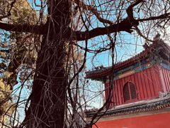 -大觉寺-停车场