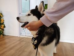 -Husky Go! 哈士奇体验馆·宠物咖啡厅狗咖