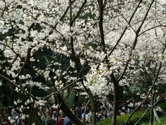 -武汉大学-樱园