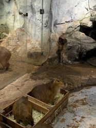 -Zoolung Zoolung动物主题公园(海信广场店)