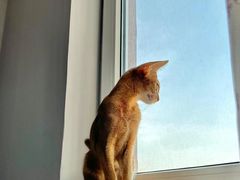 -猫十亿·布偶金渐层·曼基康矮脚猫舍(青年路店)