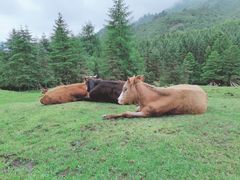 -硗碛藏寨·神木垒景区