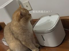 -东方名猫馆·英短金渐层布偶猫舍(环线广场1号楼店)