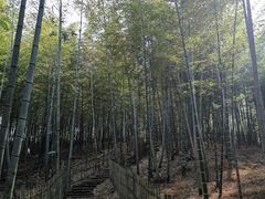 -宁波浙东大竹海景区