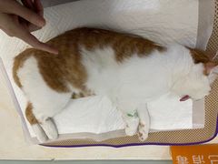 -纳吉亚猫专科动物医院博雅分院