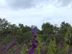 -杭州湾海上花田景区