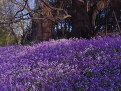 -国家植物园