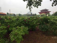 -曹州百花园