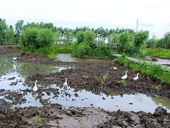 -同銮特种养殖场·龙虾垂钓