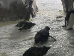 -上海海昌海洋公园