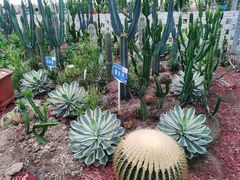 -海上花岛玫瑰园采摘