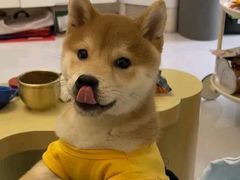 -翊宠yipet猫狗购宠庄园犬舍•猫舍