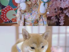 -豆柴町-柴犬主题狗咖(红鼎国际C座店)