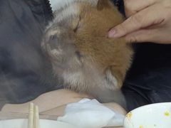 -中环花鸟鱼虫市场