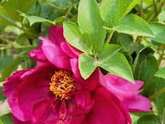 -黑龙江省森林植物园