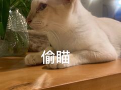 -Cappucimeow猫咪咖啡馆(韦伯时代店)