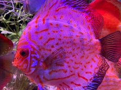 -上海海洋水族馆