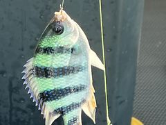 -小猫钓鱼海钓俱乐部(椰梦长廊店)