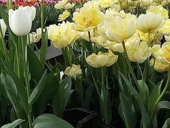 iphone_upload_pic-北京植物园-展览温室