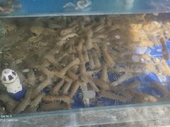 水产区-常家活海鲜小吃(仅一家无分店)