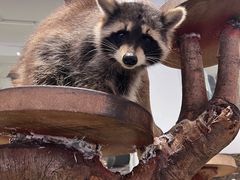 -more than meow吴止猫主题餐厅(承德 中船汇店)