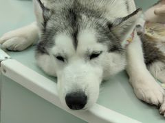 -怪兽屋·羊驼·猫咖·狗咖(俊华广场店)