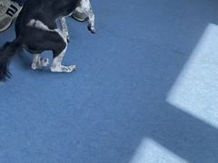 -博特宠物医院24h犬猫全科.骨科·异宠