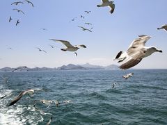 -海驴岛(荣成市)