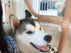 -Husky Go! 哈士奇体验馆·宠物咖啡厅狗咖