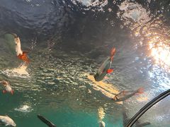 -上海海洋水族馆