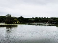 -大湾区中央湿地公园