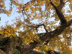 -东山风景区(洞庭东山)